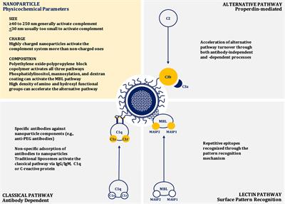 Nanoparticle-Induced Complement Activation: Implications for Cancer Nanomedicine